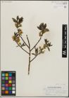 Foto von Salix maccalliana Rowlee